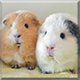 Petal, Roket the Guinea Pig