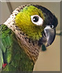 Harley the Black Capped Conure