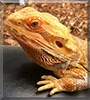 Aden the Bearded Dragon