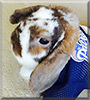 Riley the Dwarf Lop Rabbit