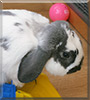 Rio the Holland lop bunny