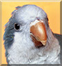Karlik / Charlie the Quaker Parrot