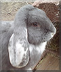 Bolle the German Ram Rabbit