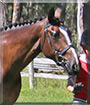 Charlie the Arabian Warmblood Horse