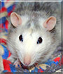 Farah the Fancy rat