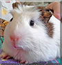 Looker the Guinea Pig