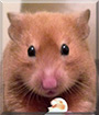 Theodore the Syrian Hamster