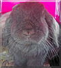 Loki the Mini Lop Rabbit