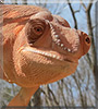 Hermione the Panther Chameleon