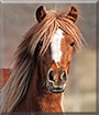 Bris the Lyngenhorse