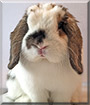 Honey Bunny the Holland Lop Rabbit