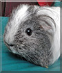 Lucy the Sheltie Guinea Pig