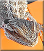Leo the II the Bearded Dragon