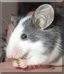 Mufasa the Tuxedo mouse