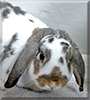 Rambo the Holland Lop Rabbit