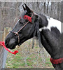 Whiskey the Missouri Fox Trotter