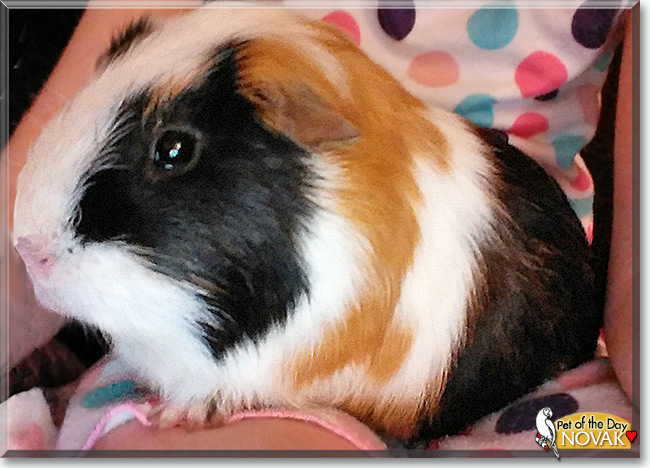 See Novak the Guinea Pig, the Pet of the Day See Novak the Guinea Pig, the Pet of the Day
