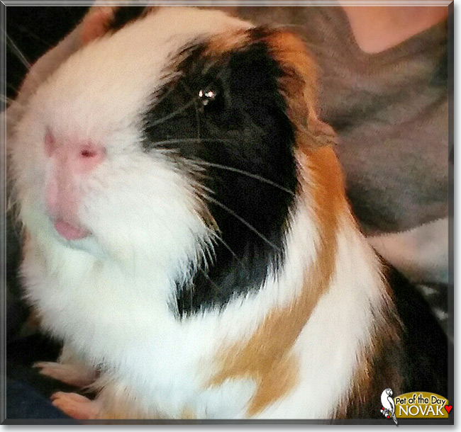 See Novak the Guinea Pig, the Pet of the Day See Novak the Guinea Pig, the Pet of the Day