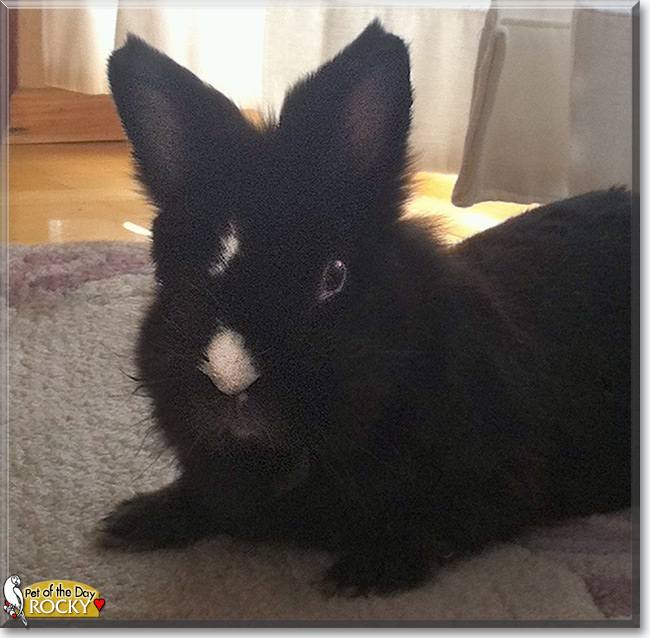 See Rocky the Rabbit, the Pet of the Day