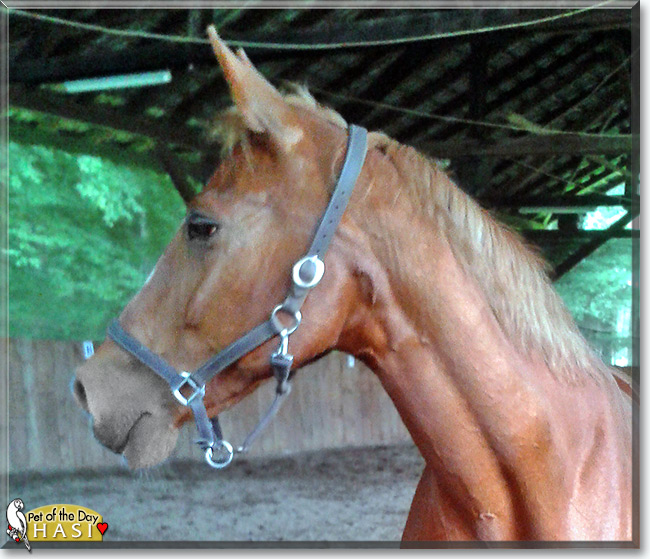 See Hasi the Mecklenburger Horse, the Pet of the Day See Hasi the Mecklenburger Horse, the Pet of the Day