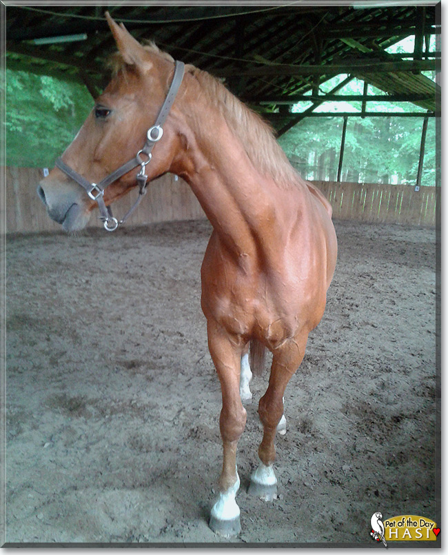 See Hasi the Mecklenburger Horse, the Pet of the Day See Hasi the Mecklenburger Horse, the Pet of the Day