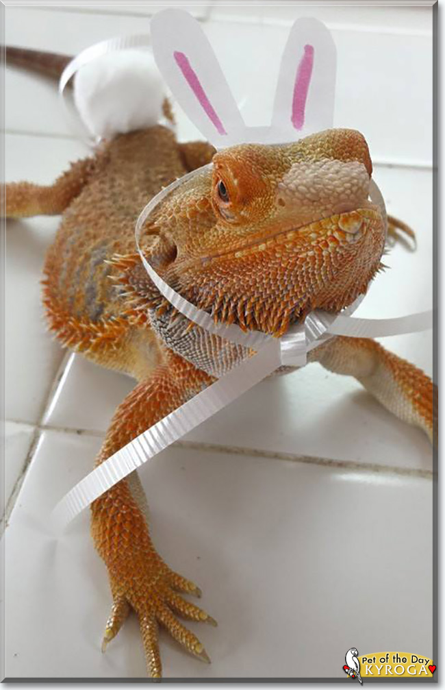 Kyroga the Bearded Dragon, the Pet of the Day See Kyroga the Bearded Dragon, the Pet of the Day