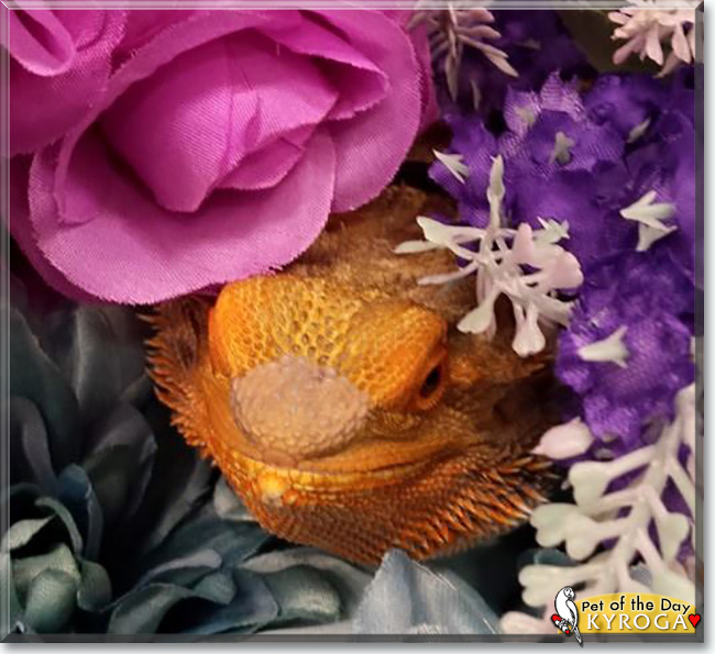 Kyroga the Bearded Dragon, the Pet of the Day See Kyroga the Bearded Dragon, the Pet of the Day