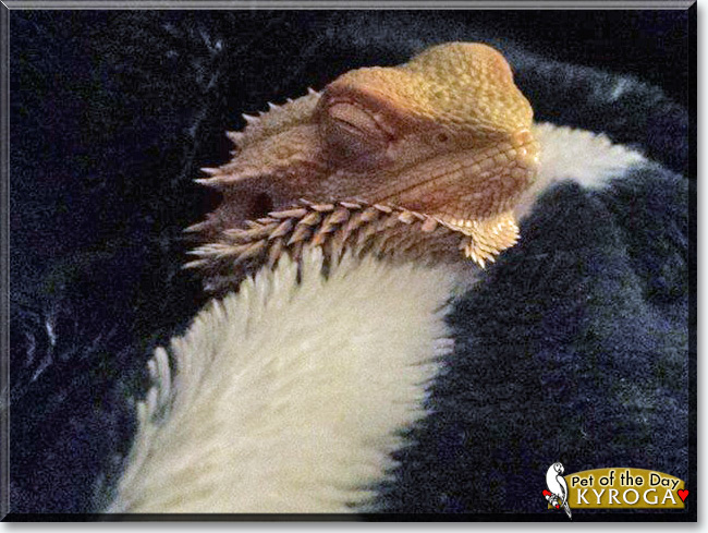 Kyroga the Bearded Dragon, the Pet of the Day See Kyroga the Bearded Dragon, the Pet of the Day