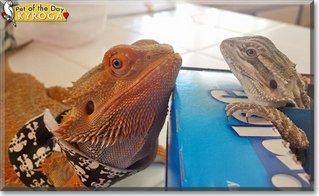Kyroga the Bearded Dragon, the Pet of the Day See Kyroga the Bearded Dragon, the Pet of the Day