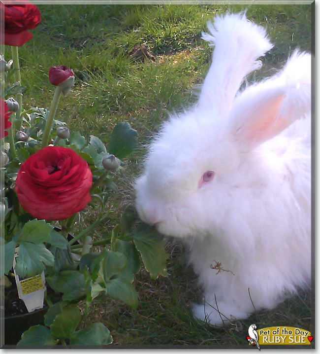 Ruby Sue the German Angora rabbit, the Pet of the Day See Ruby Sue the German Angora rabbit, the Pet of the Day