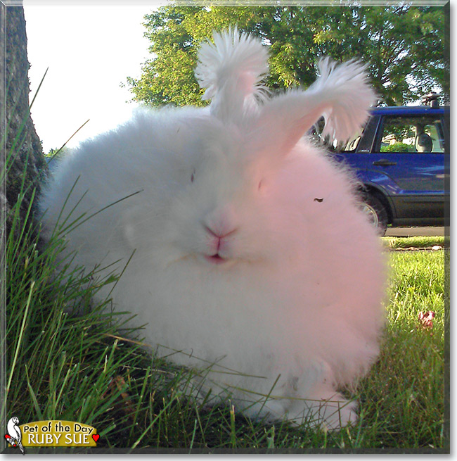 Ruby Sue the German Angora rabbit, the Pet of the Day See Ruby Sue the German Angora rabbit, the Pet of the Day