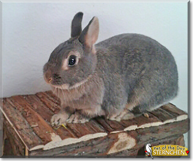 See Sternchen the Dwarf Rabbit, the Pet of the Day