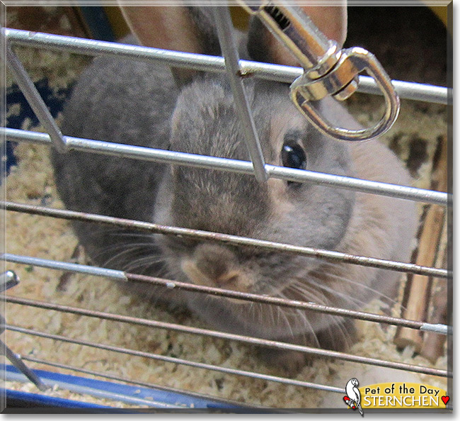 See Sternchen the Dwarf Rabbit, the Pet of the Day
