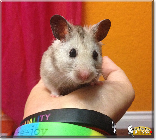 See Buddy the Syrian Hamster , the Pet of the Day See Buddy the Syrian Hamster , the Pet of the Day