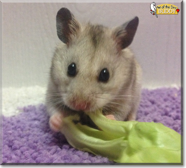 Buddy the Syrian Hamster, the Pet of the Day See Buddy the Syrian Hamster , the Pet of the Day