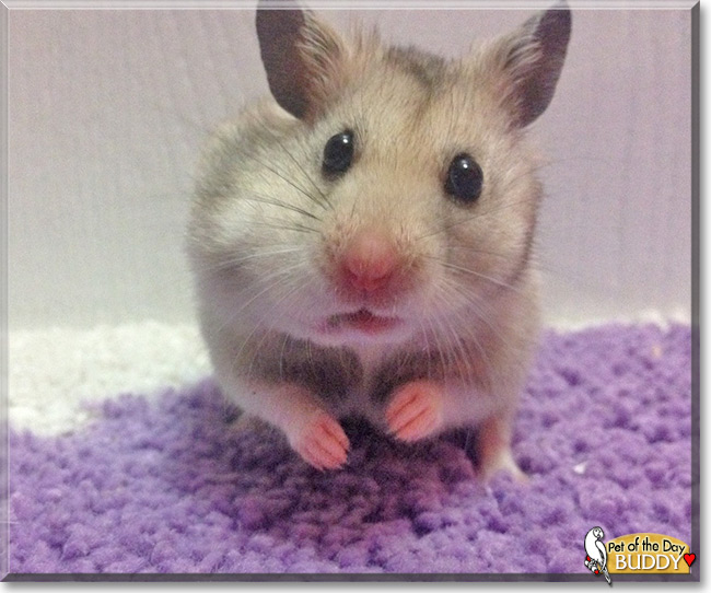 Buddy the Syrian Hamster, the Pet of the Day See Buddy the Syrian Hamster , the Pet of the Day