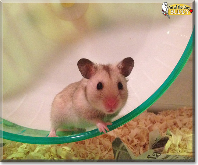 Buddy the Syrian Hamster, the Pet of the Day See Buddy the Syrian Hamster , the Pet of the Day