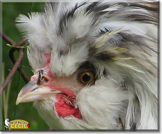 Cecil the Polish Chicken, the Pet of the Day See Cecil the Polish Chicken , the Pet of the Day