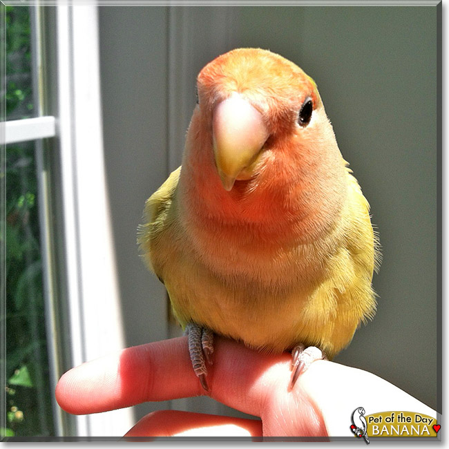 Banana, the Pet of the Day Banana, the Pet of the Day
