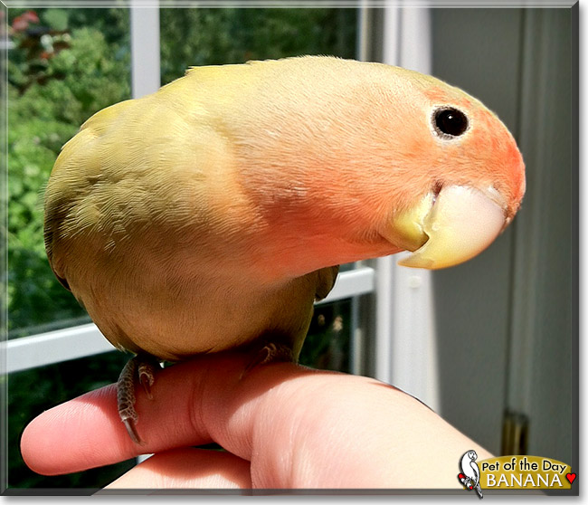 Banana, the Pet of the Day Banana, the Pet of the Day