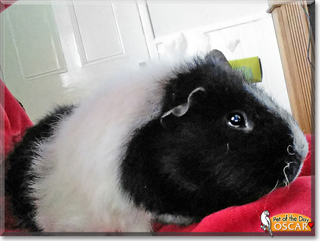 Oscar the Guinea Pig, the Pet of the Day Oscar the Guinea Pig, the Pet of the Day