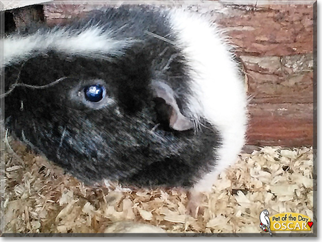 Oscar the Guinea Pig, the Pet of the Day Oscar the Guinea Pig, the Pet of the Day