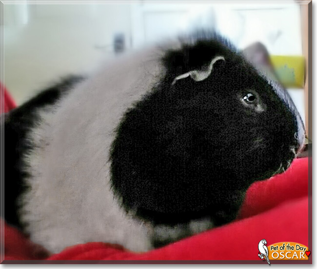 Oscar the Guinea Pig, the Pet of the Day Oscar the Guinea Pig, the Pet of the Day