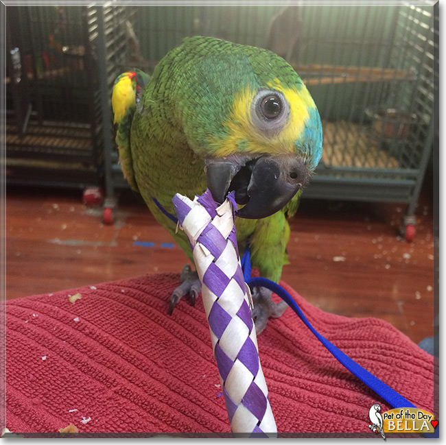 Bella the Blue Front Amazon Parrot, the Pet of the Day