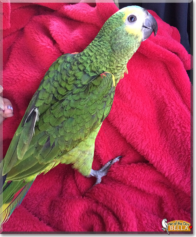 Bella the Blue Front Amazon Parrot, the Pet of the Day