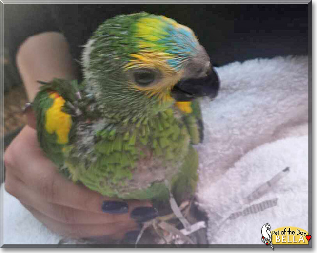 Bella the Blue Front Amazon Parrot, the Pet of the Day