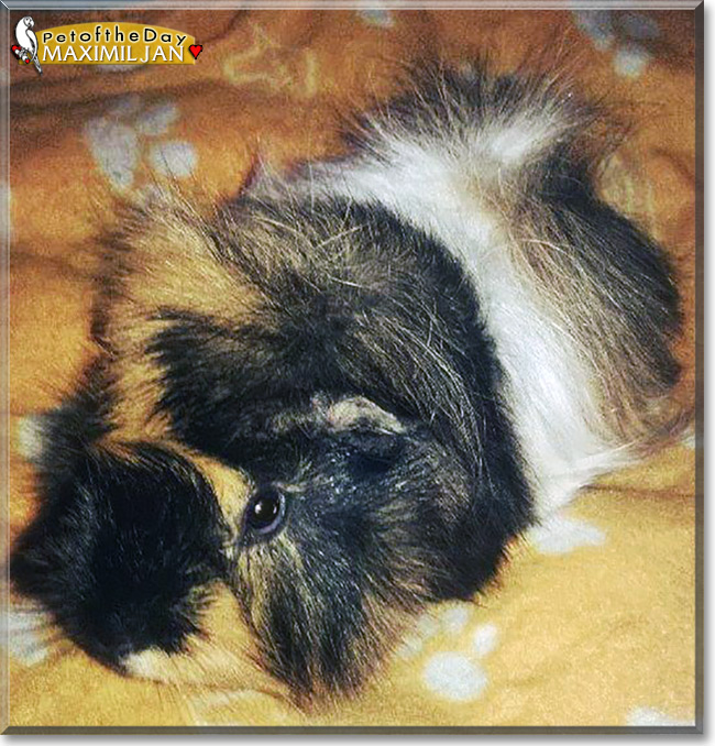 Maximiljan Julian junior the Guinea Pig, the Pet of the Day Maximiljan Julian junior the Guinea Pig, the Pet of the Day