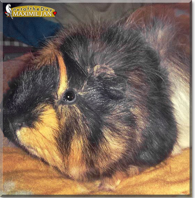 Maximiljan Julian junior the Guinea Pig, the Pet of the Day Maximiljan Julian junior the Guinea Pig, the Pet of the Day