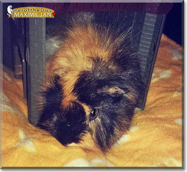 Maximiljan Julian junior the Guinea Pig, the Pet of the Day Maximiljan Julian junior the Guinea Pig, the Pet of the Day