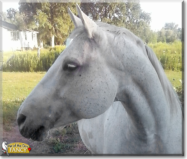 Fancy the Horse, the Pet of the Day Fancy the Horse, the Pet of the Day